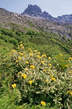 ΑΥΤΟΔΙΟΙΚΗΣΗ ΕΥΒΟΙΑΣ ΟΙΚΟΣ