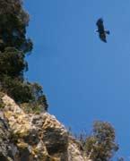 Το ακρωτήριο και οι ακτές του Καφηρέα, η κορυφή της Όχης και ιδιαίτερα ο κάμπος Καρύστου, προσφέρουν αρκετές ευκαιρίες, για να παρατηρήσει κανείς τη μετανάστευση αρπακτικών, υδρόβιων, παρυδάτιων και