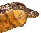 Η κρασπεδωτή χελώνα (Testudo marginata) παρατηρείται σε όλη την περιοχή, ακόμη και στα μεγαλύτερα υψόμετρα. Η μεσογειακή χελώνα (Testudo hermanni) υπάρχει σε πολλά μέρη, ακόμη και στον κάμπο.