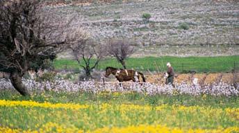 Κυρίαρχη θέση στην οικονομική ζωή της Καρυστίας είχε ανέκαθεν η κτηνοτροφία.
