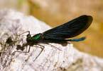 Μπλε λιβελούλες (Calopteryx virgo) συνοδεύουν τον περιπατητή μέχρι το τέλος της διαδρομής. Πανίδα Μέσα στην οργιώδη βλάστηση της ρεματιάς κρύβεται ένα αλεπουδάκι.