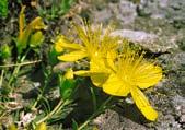 Σπάνια και ενδημικά είδη όπως τα Cholhicum euboeum, Cerastium renumarki, Silene pentelica, Asperula spp., Scabiosa sp., Allium sp. κ.α. φυτρώνουν πάνω στο πετρώδες έδαφος.