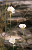 Καμπανούλα της Καρυστίας (Campanula celsii carystea): Ένα από τα ομορφότερα ενδημικά φυτά της περιοχής, κοινό είδος στους νότι- Viola euboea, Λουμπάρδα, κοιλάδα Ρουκλίων ους πρόποδες της Όχης.