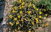 Στάχυ της Εύβοιας (Stachys euboica): Τοπικό ενδημικό αρωματικό φυτό που φύεται στους βραχώδεις σχηματισμούς του Καβοντόρου, του φαραγγιού του Αγίου Δημητρίου και σε ελάχιστα άλλα σημεία της περιοχής