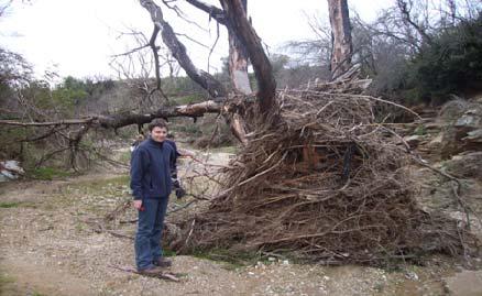 Περιαστικό Δάσος Θεσσαλονίκης Η Δασική Υπηρεσία αμέσως μετά την πυρκαγιά σε πρώτη φάση υλοποίησε τα παρακάτω έργα: α)