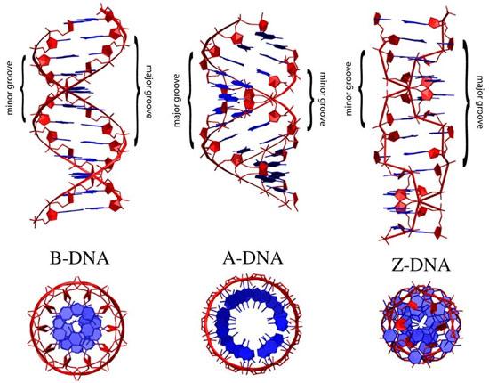 xiv Σχήμα 6: Οι κοινότερες διαμορφώσεις του DNA σε πρόσοψη (πάνω) και σε κάτοψη (κάτω). Από αριστερά προς δεξιά: B-DNA, A-DNA, Z-DNA. Πηγή: [4].