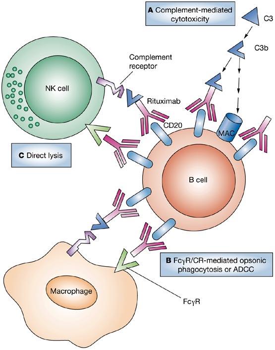 Εξάλειψη Β λεμφοκυττάρων με το rituximab Χειμερικό IgG1 αντίσωμα έναντι του CD20 (pan-b-cell marker) Θεραπευτικές ενδείξεις: - B-NHL - B-CLL