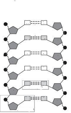 Ερώτηση 6 Να μελετήσετε το πιο κάτω σχήμα και να απαντήσετε τα ερωτήματα που ακολουθούν 2 1 5 4 3 α) i) Ποιο μόριο αντιπροσωπεύει το διπλανό σχήμα; (1x 0.25=0.