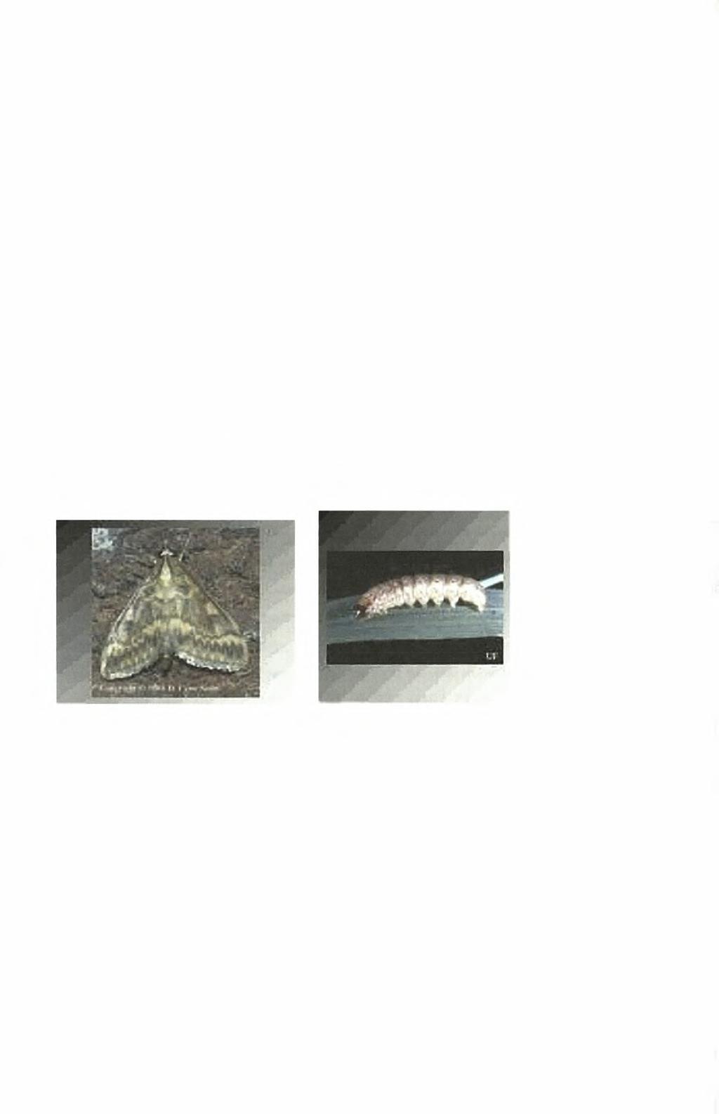 6.2 ΜΟΡΦΟΛΟΓΙΑ Το ενήλικο (Εικόνα 6α) έχει άνοιγμα πτερύγων 2-3,3 cm. Το αρσενικό είναι ελαφρά μικρότερο με πιο σκούρα απόχρωση των πτερύγων.