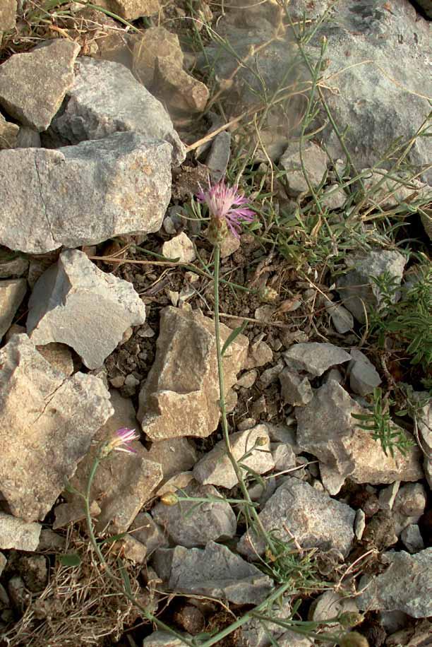 Το ενδημικό υποείδος Centaurea