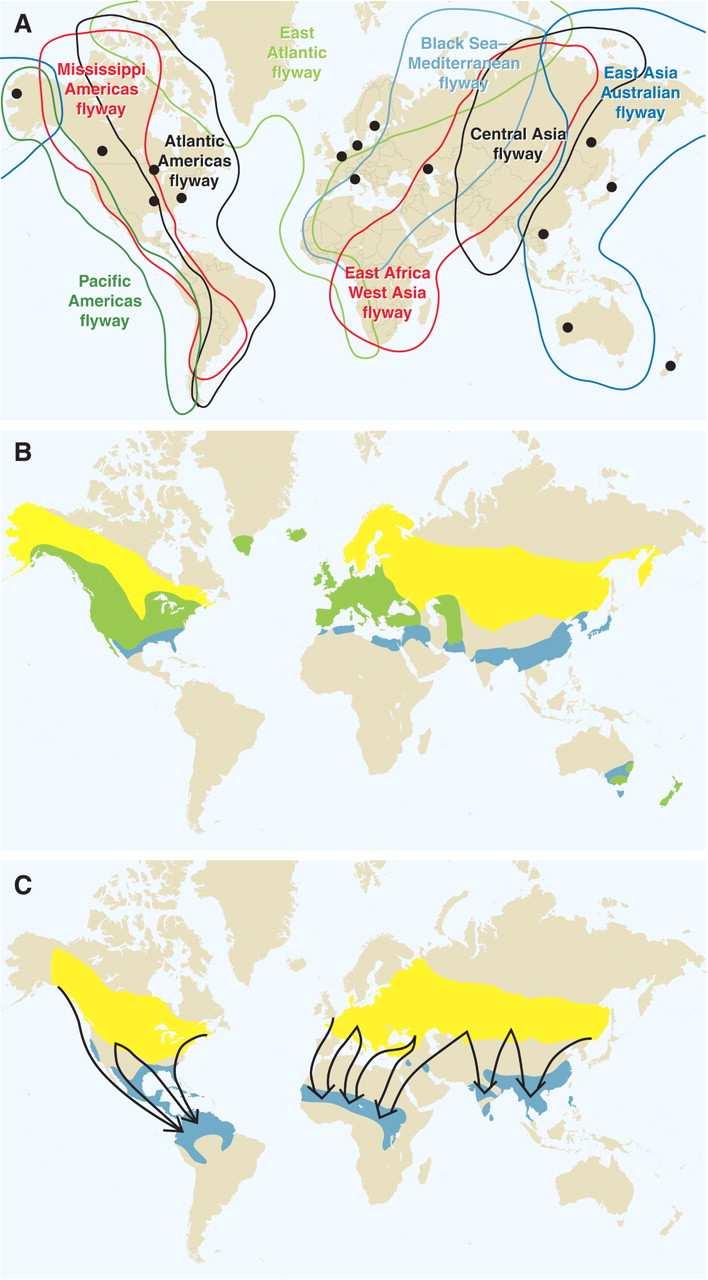 Εικόνα 5. Μεταναστευτικοί διάδροµοι των πληθυσµών των άγριων πουλιών. (Α) Οι µαύρες κουκίδες δείχνουν τις περιοχές παρακολούθησης ιών γρίπης.