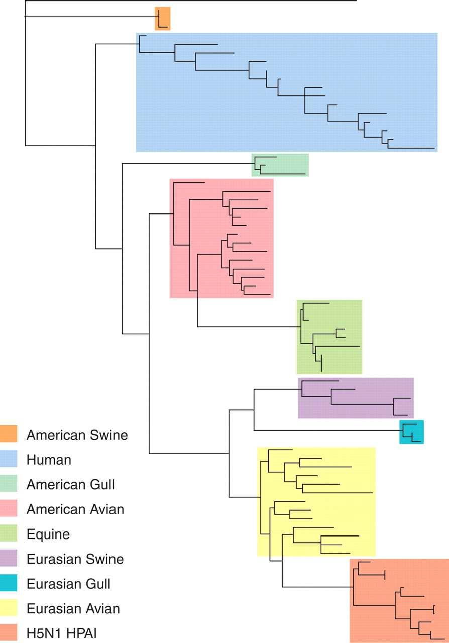 Εικόνα 8. Φυλογενετικό δέντρο για το µητρικό γονίδιο των ιών της γρίπης Α από ποικιλία ξενιστών.