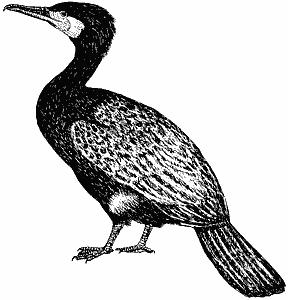 3. ΑΠΟΤΕΛΕΣΜΑΤΑ Τα παρακάτω δεδοµένα της φυσικής ιστορίας των πουλιών προήλθαν από τους (Couzens, 2005; Mullarney et al., 2001;