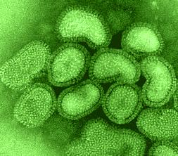 1. ΕΙΣΑΓΩΓΗ Η γρίπη των πτηνών (avian influenza) είναι µια λοιµώδης νόσος των πτηνών που εκδηλώνεται µε ήπιες ώς πολύ σοβαρές µορφές ασθένειας (Padhi et al., 2004). Ο ιός Η5Ν1 είναι ιός της γρίπης Α.
