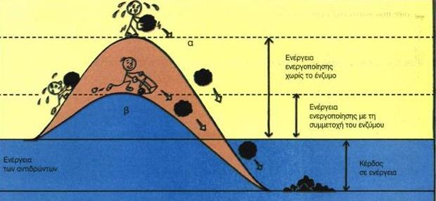 ΤΙ ΕΙΝΑΙ ΤΑ ΕΝΖΥΜΑ Το κλειδί της φύσης για τη ζωή - κινούν τα πάντα, από τα βακτήρια ως τους ανθρώπους Είναι πρωτεϊνικά μόρια που ελέγχουν όλες τις βιοχημικές αντιδράσεις του οργανισμού δρώντας ως