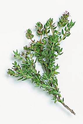 IV.6. CIMBRU DE CULTURA (Thymus vulgaris) Planta mediteraneana, cultivata azi in toata Europa, T. vulgaris L.