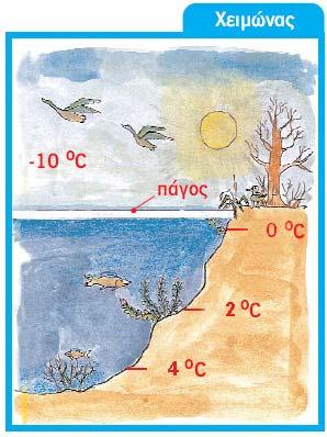 Γιατί δεν παγώνει όλη η λίμνη το χειμώνα; Συζήτησε με τους συμμαθητές σου και τον/την καθηγητή/τριά σου για τη σημασία που έχει η ανωμαλία της συστολής του νερού στη λίμνη.