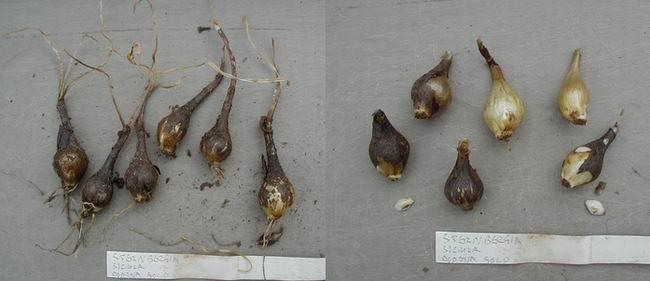 Εικόνα 12: Βολβοί του φυτού Sternbergia sicula Α.2.2.5.