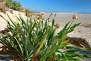 Pancratium littorale της Χαβάης Pancratium biflorum της Μεσογείου Pancratium triflorum Pancratium longiflorum Pancratium verecundum L. Pancratium hirtum A. Chev.