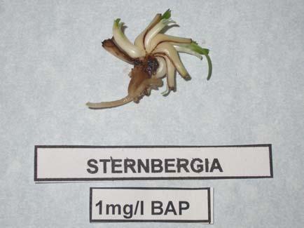 BAP- 0