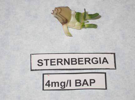 BAP- 0
