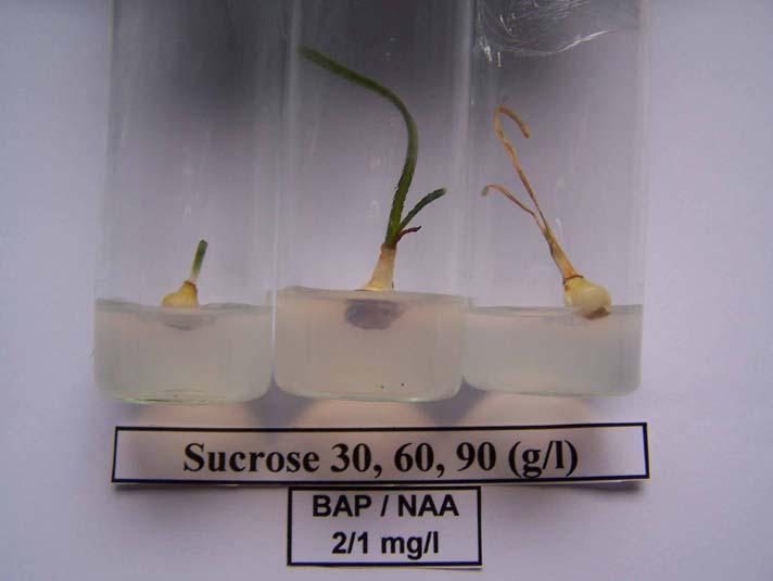 2. ΑΝΑΚΑΛΛΙΕΡΓΕΙΑ ΒΟΛΒΙΔΙΩΝ Sternbergia sicula ΣΕ ΥΠΟΣΤΡΩΜΑ ΜΕ ΥΨΗΛΕΣ ΣΥΓΚΕΝΤΡΩΣΕΙΣ ΣΑΚΧΑΡΟΖΗΣ Στις παρακάτω εικόνες φαίνονται τα βολβίδια που ανακαλλιεργήθηκαν in