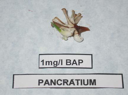 BAP- 0