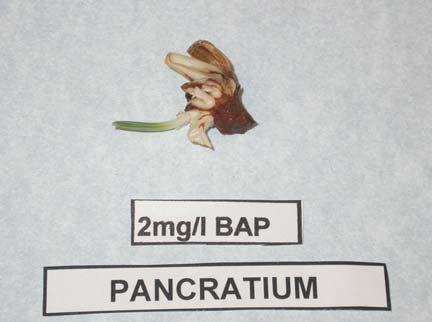 BAP- 0