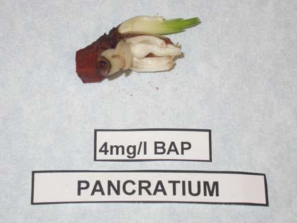 BAP- 0