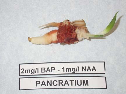 BAP- 1