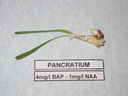 διπλών κολεών του Pancratium
