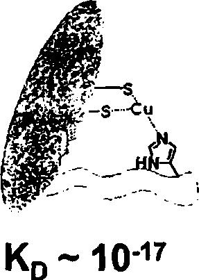 Apo-HSco1 Cu(l)-Cox17 WT Cu(l)-HSco1 KD~ 10-15 KD~ 10-13 Σ χ ή μ α 77: Ε π ίδ ρ α σ η τ η ς μ ε τ ά λ λ α ξ η ς P 1 7 4 L - S c o l σ τ η μ ε τ α φ ο ρ ά τ ο ο χ α λ κ ο ύ α π ό τ η ν C o x l 7.