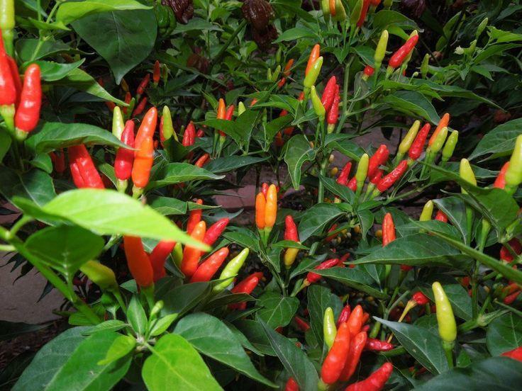 Tabasco group Μέγεθος μικρό Σχήμα κωδωνοειδές Χρώμα πράσινο (ανώριμοι) και κόκκινο (ώριμοι) Γεύση η πιο