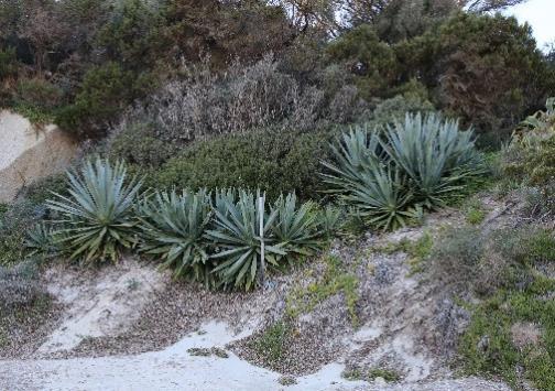 Από αριστερά προς δεξιά, Agave fourcroydes, Eichhornia sp. και Opuntia ficus-indica. Εισβάλλοντα ξενικά είδη που αναπτύσσονται σε διάφορες περιοχές της Μεσογειακής Λεκάνης (Φωτογραφίες: M. Duran, L.