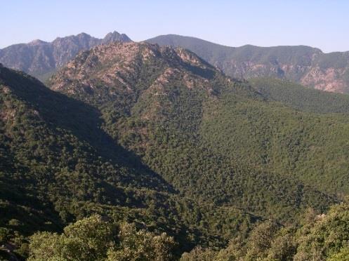 Τα δρυοδάση αυτά, στο πέρασμα των δύο ή τριών τελευταίων χιλιετιών, σταδιακά αντικατέστησαν άλλα δάση φυλλοβόλων δρυών (Q. brachyphylla, Q. canariensis, Q. congesta, Q.