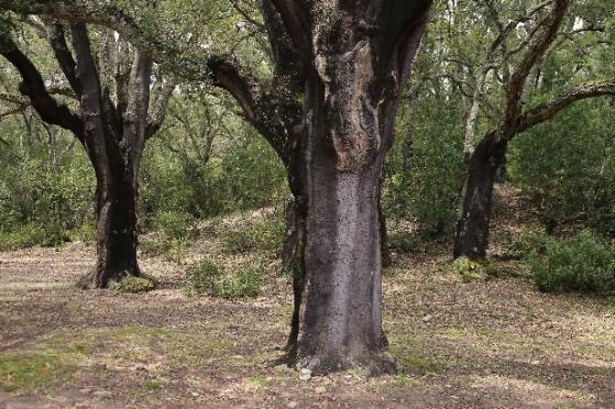 Ποικιλότητα δασών πλατύφυλλων δέντρων στη Μεσογειακή Λεκάνη. Δάση με Quercus suber (A), Quercus ilex (B) και Quercus calliprinos (C). (Φωτογραφίες: G. Bacchetta).