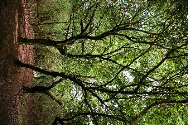 Ορισμένα από αυτά είναι ενδημικά, όπως ο κέδρος του Λιβάνου (Cedrus libani) (Εικ.