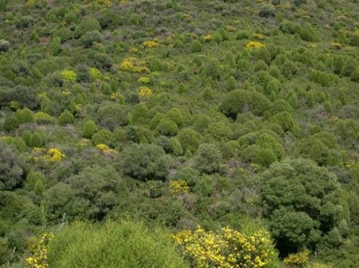 Λίγα είναι τα ιθαγενή είδη φοίνικα στην Ευρώπη που απαντούν επίσης στη Λεκάνη της Μεσογείου, όπως τα Chamaerops humilis (Εικ.