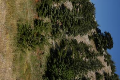 Παράκτιες συστάδες πεύκων με Pinus pinea (A), κέδροι σε δάσος του Λιβάνου (B), συστάδα Juniperus phoenicea subsp. turbinata (C). (Φωτογραφίες: G.