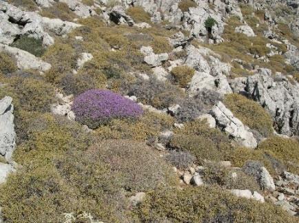 Συστάδες μεσογειακών φοινίκων: συστάδες με Chamaerops humilis στη δυτική Μεσόγειο (B), Phoenix theophrasti στην ανατολική Κρήτη (A). (Φωτογραφίες: G.