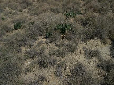 Κάποιοι ερευνητές δε διαχωρίζουν τα garrigue από τα φρύγανα. Η πολυπλοκότητα της δομής της βλάστησης καθιστά τους μεσογειακούς θαμνώνες εξαιρετικά πλούσιους σε άγρια ζωή.