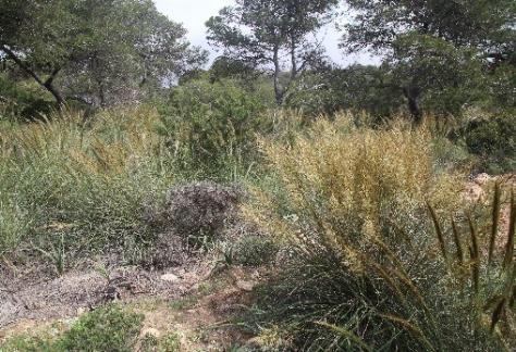 Άλλα πολύχρωμα άνθη τυπικά των μεσογειακών θαμνώνων, ανήκουν σε γεώφυτα όπως άγριες τουλίπες, νάρκισσοι, κρόκοι, είδη του γένους Allium, καθώς επίσης και πολλά είδη ορχιδέας.