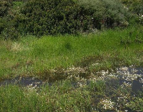 Παρ όλα αυτά, υπάρχουν ορισμένοι πολύ εντυπωσιακοί και οικολογικά σημαντικοί υγρότοποι στην περιοχή αυτή. A B C Εικόνα 11. Ποικιλότητα μεσογειακών υγροτόπων. Υδρόφιλες κοινωνίες με Juncus sp.