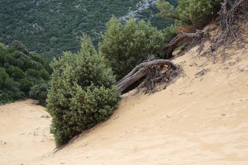 υψόμετρο, τον προσανατολισμό, τη σύσταση του εδάφους και τη ροή των ποταμών. Οι οικότοποι αυτοί φιλοξενούν πολλά είδη με προσαρμογές στο φως και την ξηρασία.