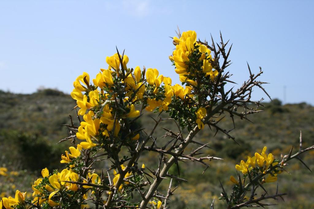 MAICh, Κρήτη, GR Furrowed throny broom (EN) Sparzio villoso (IT) Aulaga (SP) Calicotome velu (FR) Ασπάλαθος (GR) (AR-LB) قندول مقلم الساق (AR-TN) قندول Calicotome villosa (Poir.