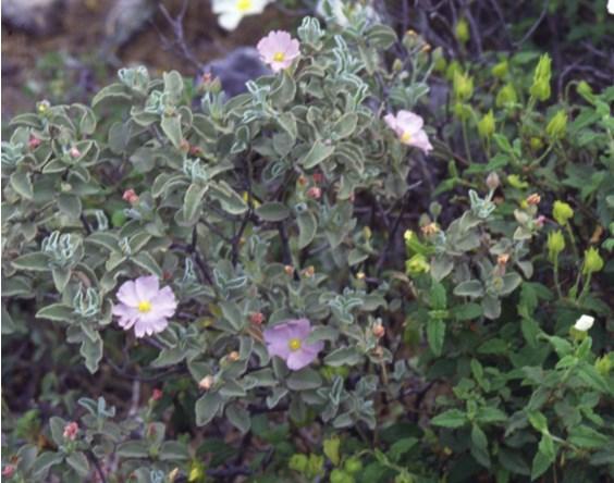 MAICh, Κρήτη, GR Cisto a fiori piccoli (IT) Αγκίσαρος, Κίστος ο μικρανθής (GR) Cistus parviflorus Lam.