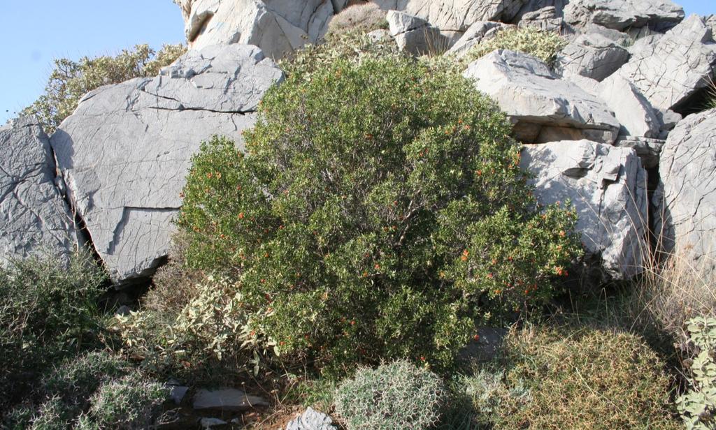 MAICh, Κρήτη, GR Garou (FR) Χολόχορτο, Χολοκούκκι (GR) Daphne gnidioides Jaub.