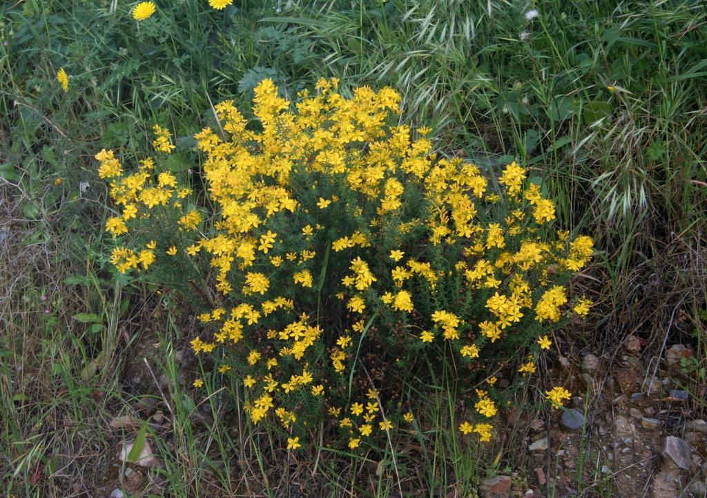 MAICh, Κρήτη, GR Αγούδουρας (GR) ( الحمراء AR-TN) Hypericum empetrifolium Willd. subsp.
