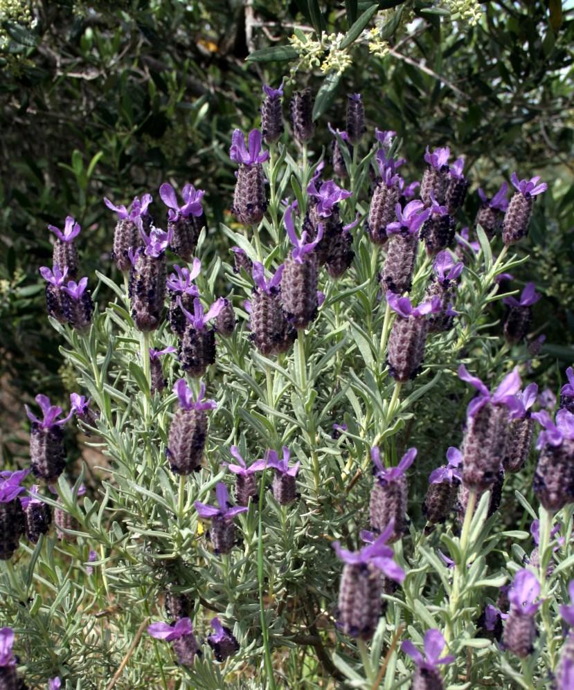 MAICh, Κρήτη, GR French or Spanish lavender (EN) Lavanda selvatica (IT) Cantueso (SP) Lavande à toupet (FR) Άγρια λεβάντα (GR) (AR-LB) الوند (AR-TN) الحلحال Lavandula stoechas L. subsp.