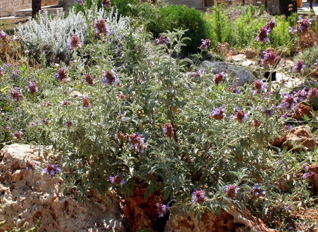 MAICh, Κρήτη, GR Mountain or wild sage (EN) Σγουρή φασκομηλιά, Μηλοσφακιά (GR) ( النعمة AR-TN) Salvia pomifera L. subsp.